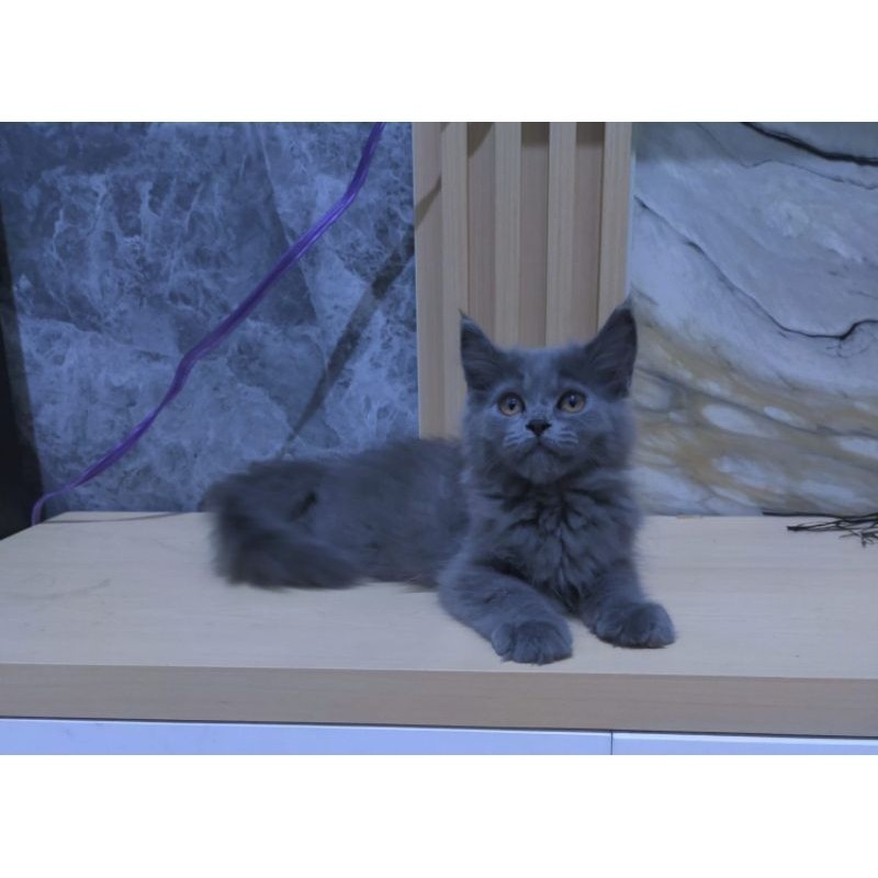 kucing maincone abu solid mainecoon