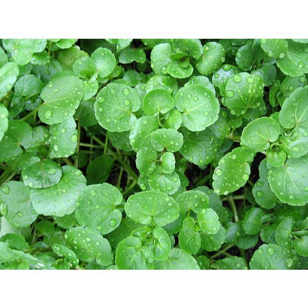 PASTI BONUS - Bibit Selada Air