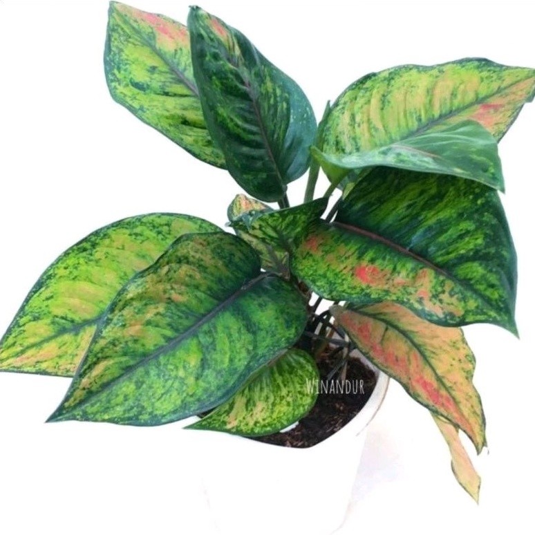 { BISA COD } TANAMAN HIAS AGLONEMA HENGHENG - TANAMAN HIAS AGLONEMA