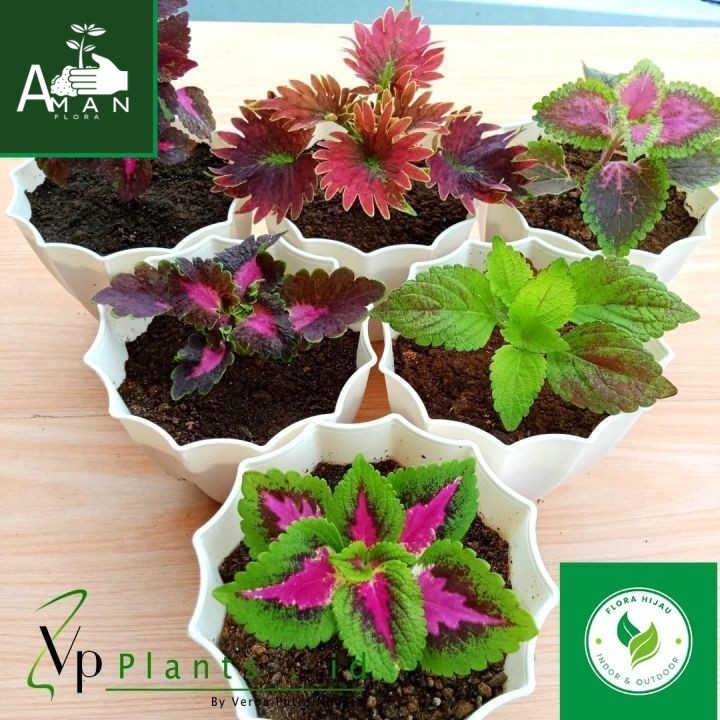 # PROMO TERMURAH  PAKET 3 TANAMAN HIAS MIANA PREMIUM RANDOM, Tanaman Hias Miana Cantik, Tanaman Jawe