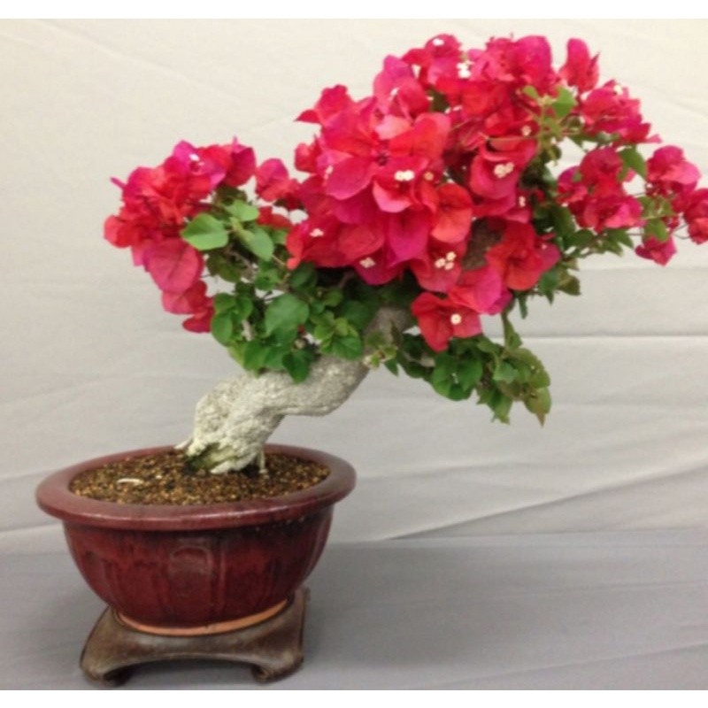 tanaman hias bougenville bunga merah pohon bugenvil bunga merah/BOUGENVILLE IMPORT/BOUGENVILLE BUNGA