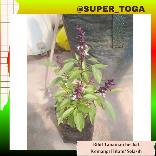 promo bibit kemangi hitam bibit kemangi untuk obat tanaman herbal tanaman obat bibit tanaman langka 