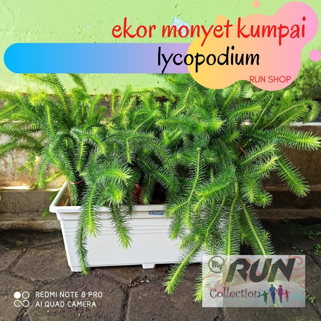 Anggrek Ekor Tupai Tanaman Hias Gantung kumpai ekor monyet hiasan gantung rumah kumpai bisa cod WN