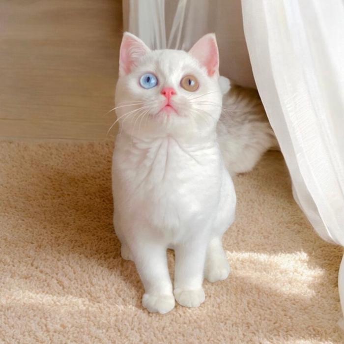 Kucing British Shorthair Odd Eyes Cantik dengan Bulu Lembut dan Warna Putih Cerah