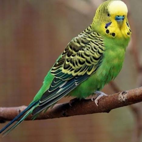 burung parkit hijau dewasa sepasang pilihan