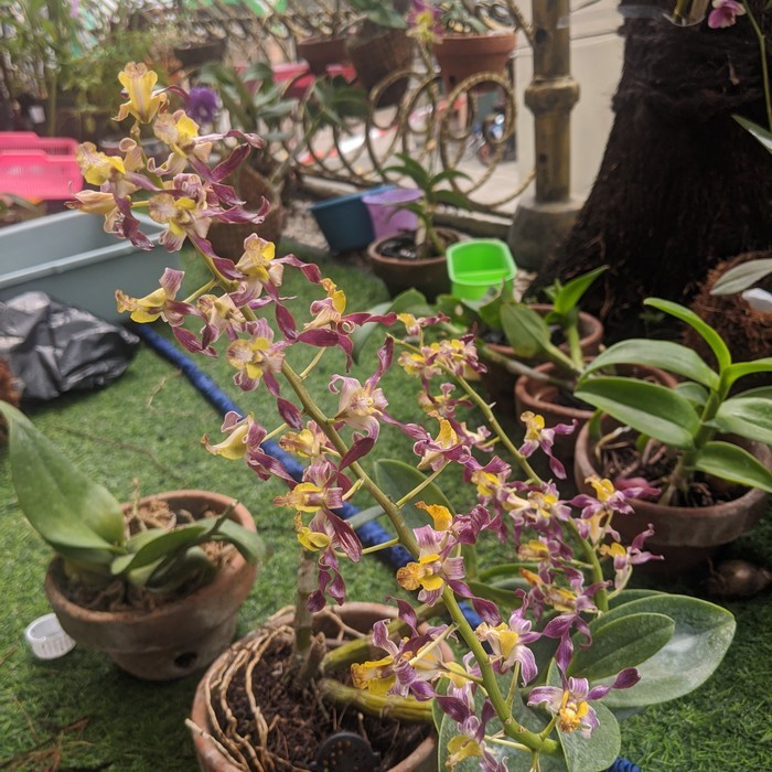 (DEWASA) anggrek keriting dendrobium rambo dewasa