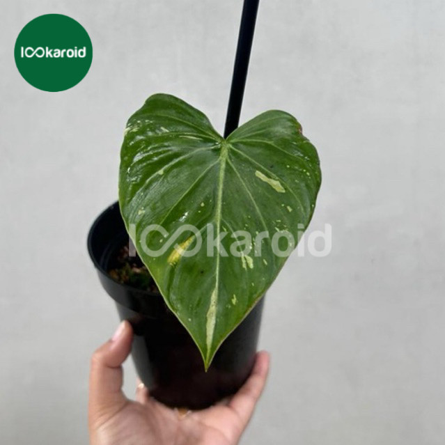 Tanaman Hias Philodendron Gloriosum Tricolor Variegata / Philodendron Gloriosum Varigata Tricolor