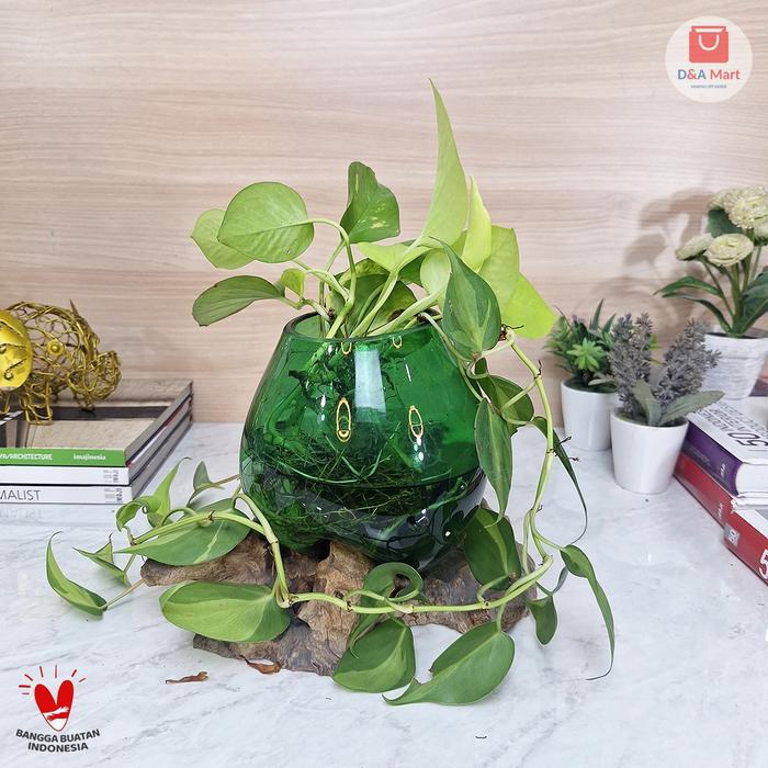 Akuarium Kaca Tiup Akar Kayu Pot Kaca Glass Wood Terrarium Kaca Hijau Besar Home Decor