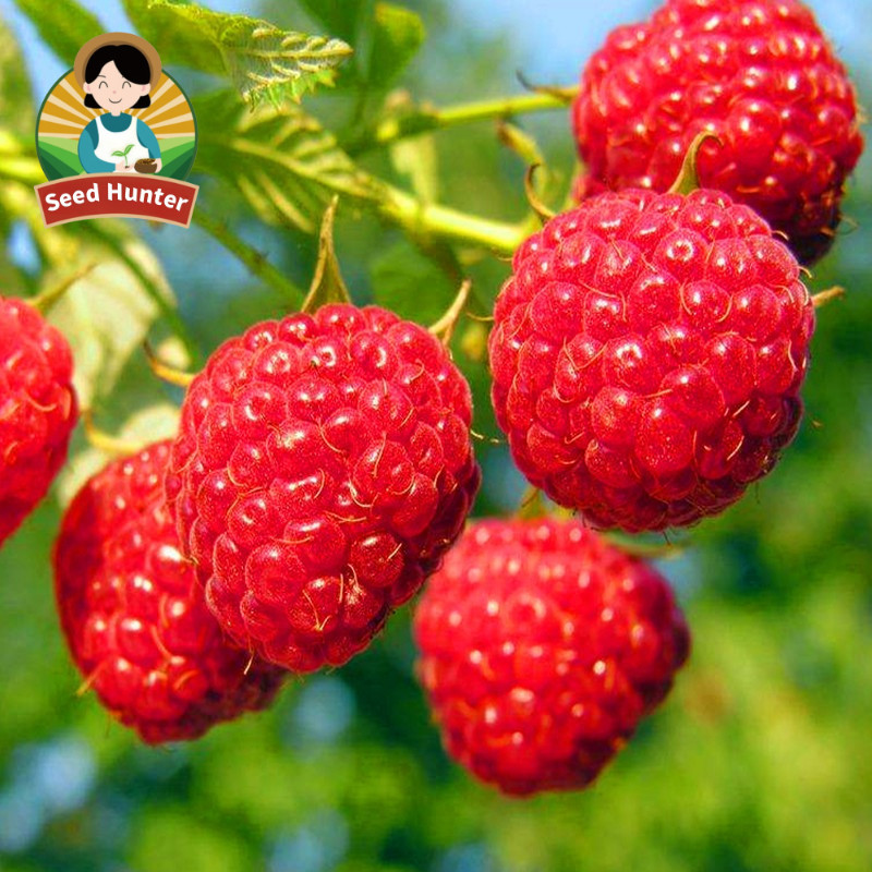 100pcs High Yield Fresh Red Raspberry premium quality benih biji buah buahan Sweet Raspberry  Bonsai