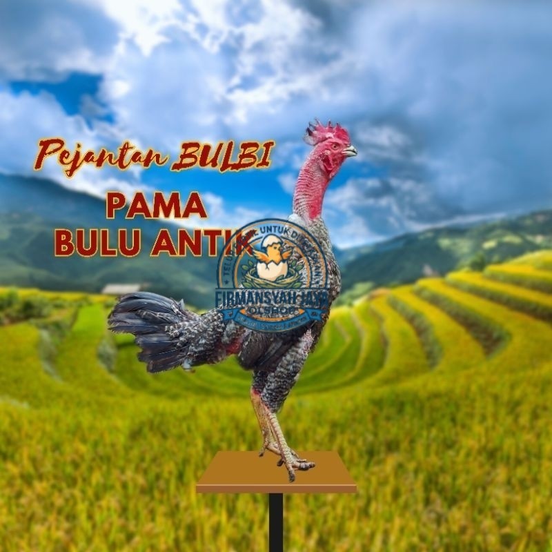 Telur Tetas Ayam Bulbi Pama Bulu Antik Fertil siap untuk ditetaskan Firmansyah jaya shop