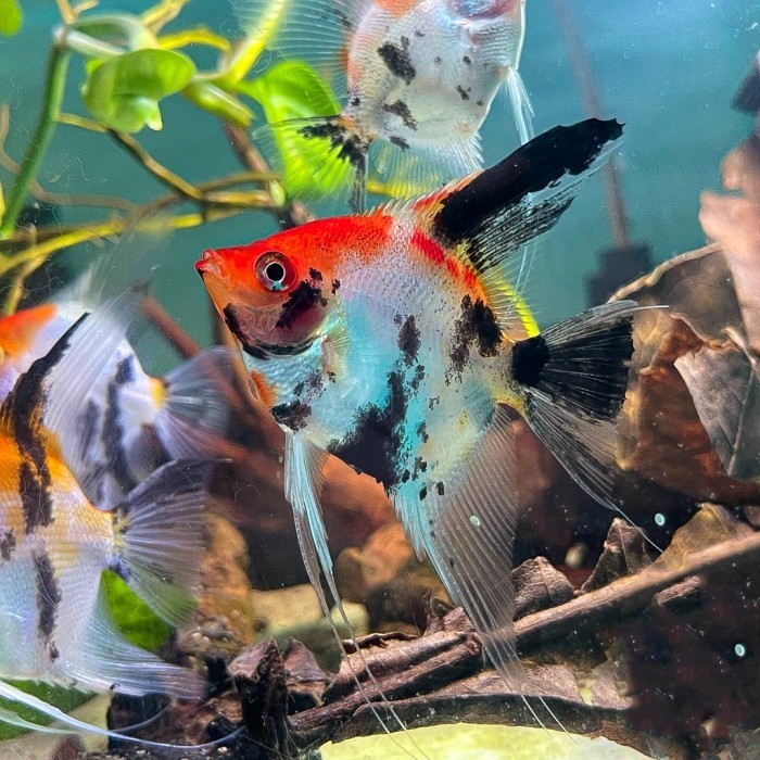 Manfish Red Koi / Angel FIsh / Ikan Hias Aquascape / Air Tawar