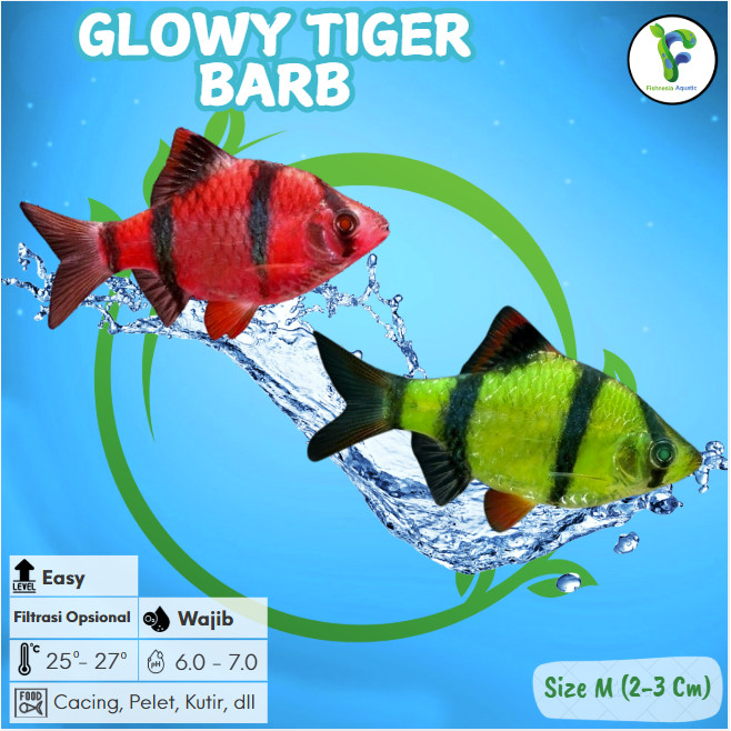 Hiasan aquarium Ikan Hias Glowy Sumatra Tiger Barb Glow Sumatra Tiger Barb Glow Tiger Barb Ikan Hias