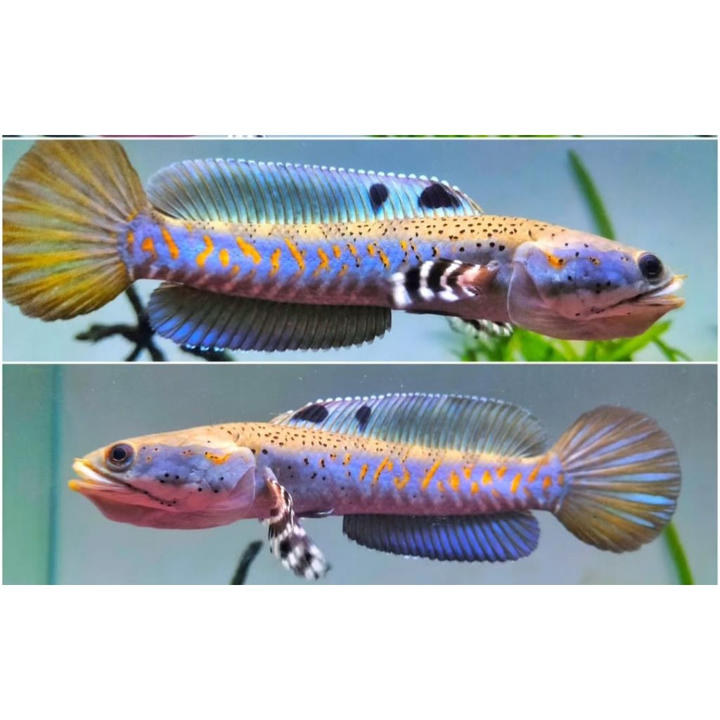 Channa Blue Pulchra 7_8 Cm Terbaik