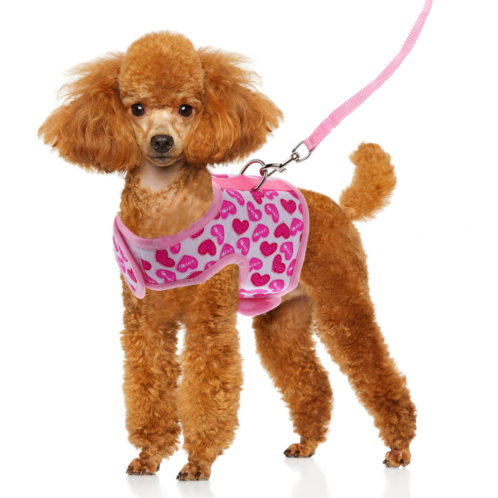 Pet Dog Cool Mesh Harness Easy to Put on Take Off Lightweight Breathable Outdoor Running Training Pu