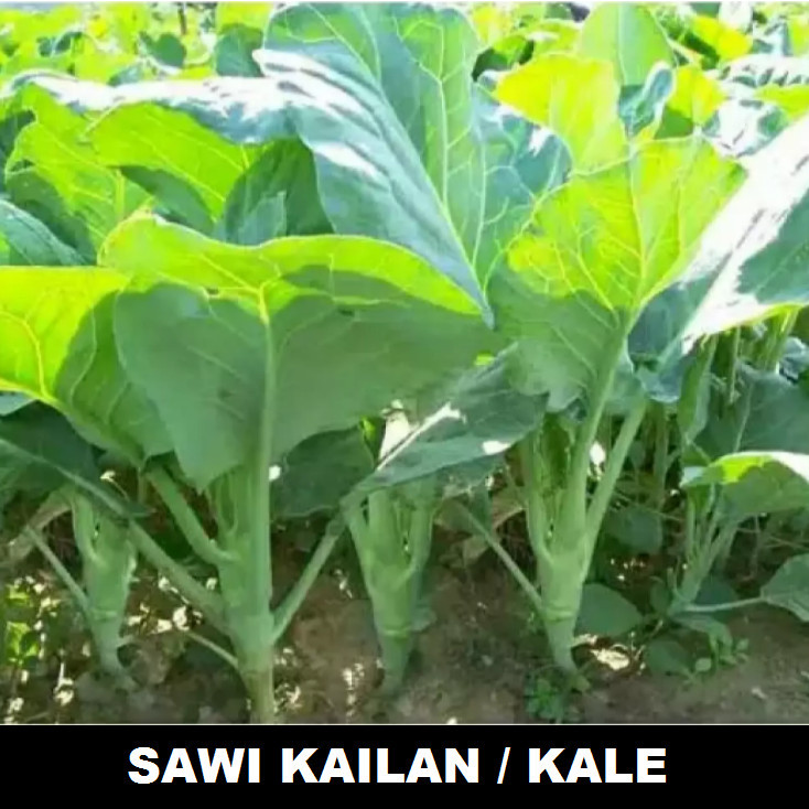 Stok siap-SAWI KAILAN100 biji / bibit / benih SAYUR KAILAN / SAYURAN KAILAN / CHINESE KALE / KAELAN 