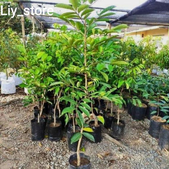 Bibit pohon rambutan binjai & rapiah 1 meteran