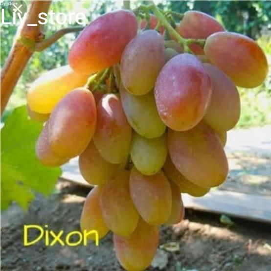 bibit Anggur Dixon import asli
