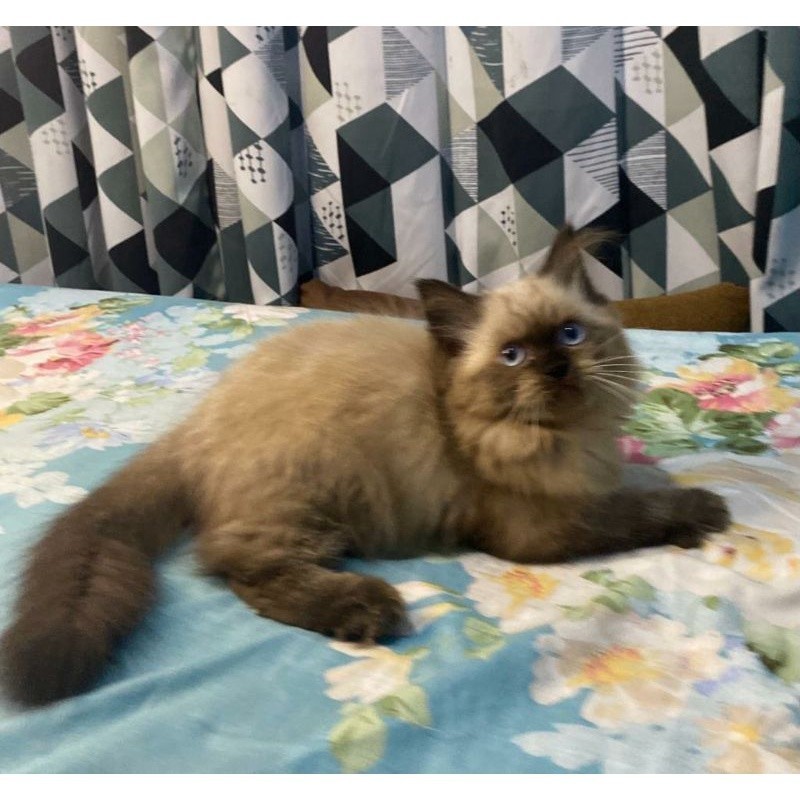 kucing Himalaya ragdoll cinamon
