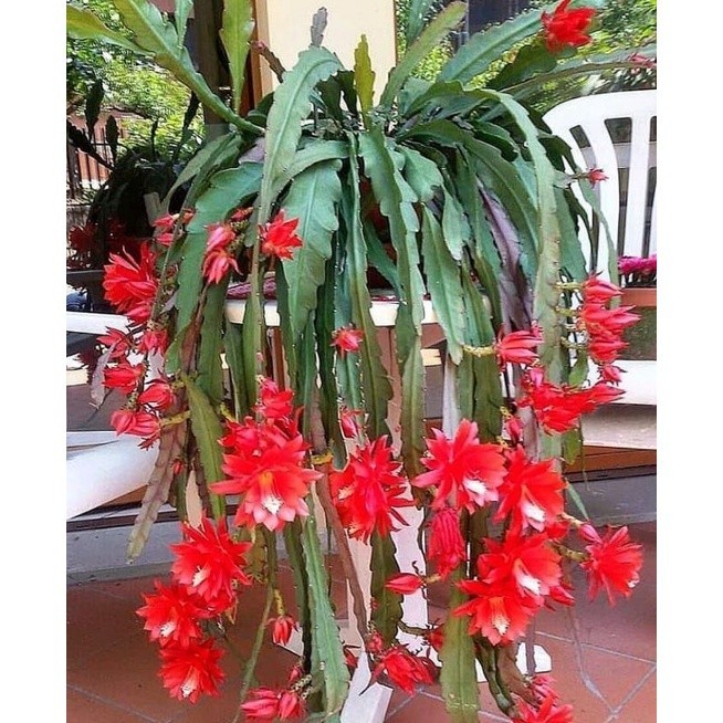 Tanaman hias Wijaya Kusuma  Ackermanii- wijaya kusuma bunga merah -  Tanaman Hias  gantung - Bibit T