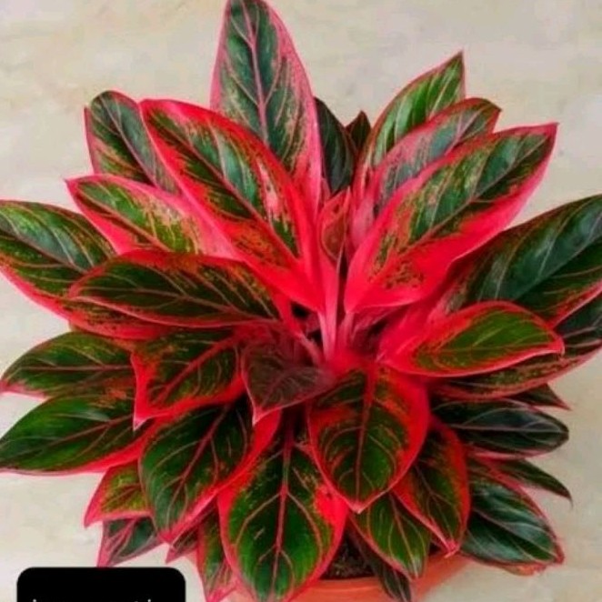 AGLONEMA RED Aurora - Aglonema Siam Aurora - Aglonema Red Lipstik