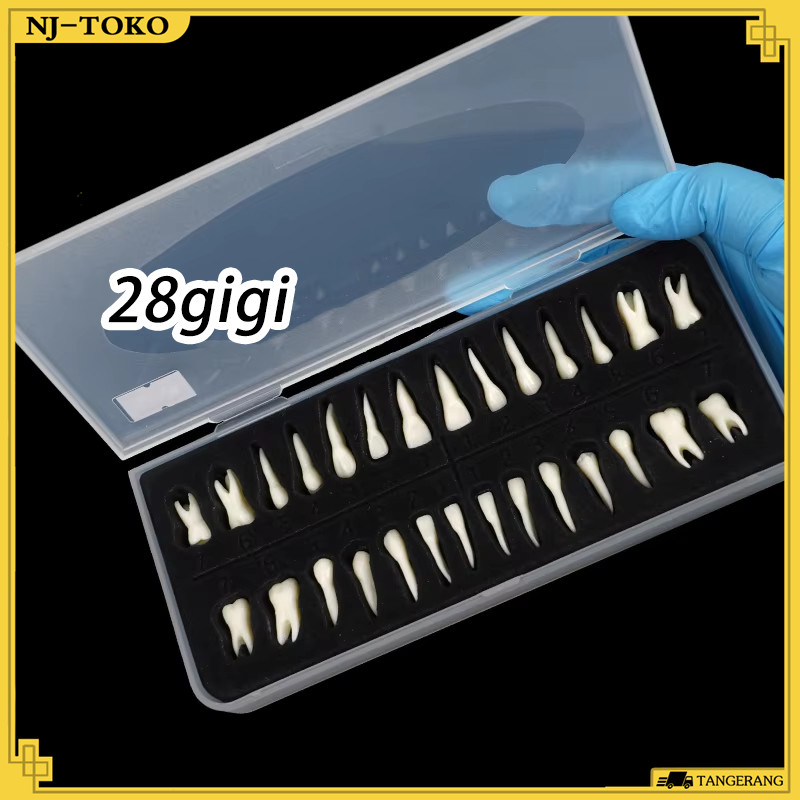 Dental Model Gigi Phantom Reusable Gigi Artificial Model Study / Phantom  Model Gigi Study