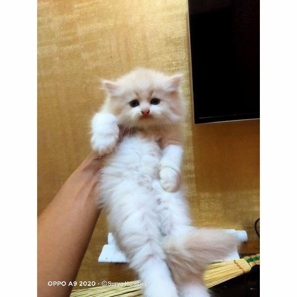 flat kucing lucu kucing muchkin krem putih