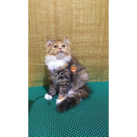 Kucing Persia Norwegian Mainecoon Pengiriman Aman