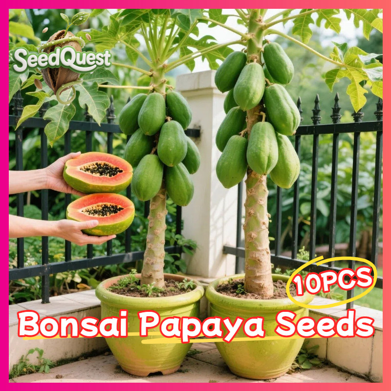 30pcs/pack Bonsai Pepaya Seeds for Planting Fruits - Fresh Papaya Fruit Seeds Red Lady Dwarf Sweet P
