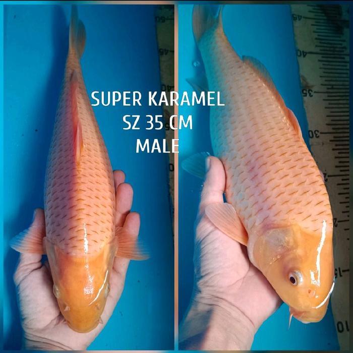 koi blitar karamel penjinak ready kohaku sanke showa tancho chagoi dll