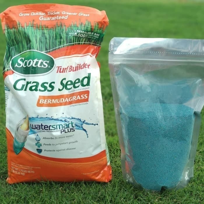 jual benih rumput golf - jepang dan gajah mini Hijauan Rumput Jepang Hidup