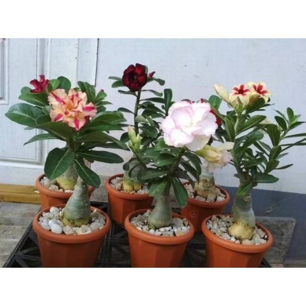 PROMOADENIUM KAMBOJA JEPANG BUNGA TUMPUK GRAFTING