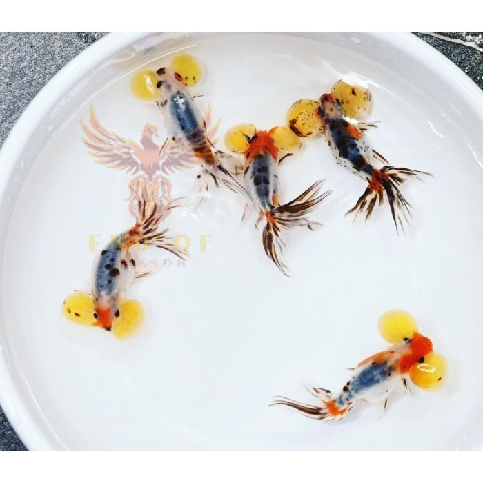 Kebutuhan aquarium Bubble eye / ikan mas koki bubble eye / mata balon - Medium 6-8 cm