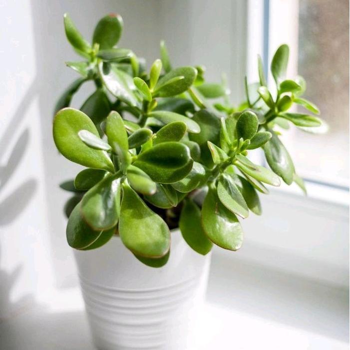 Tanaman Hias Jade Plant Crassula Ovata / Tanaman Giok Keberuntungan Crassula Ovata
