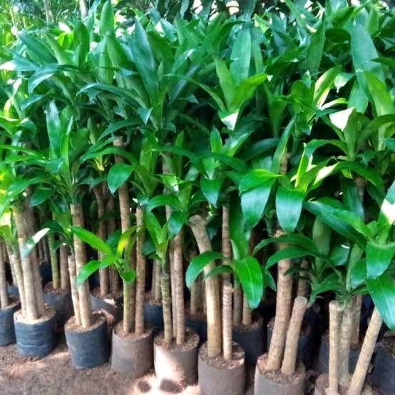 bibit hanjuang batang hijau/hanjuang batang