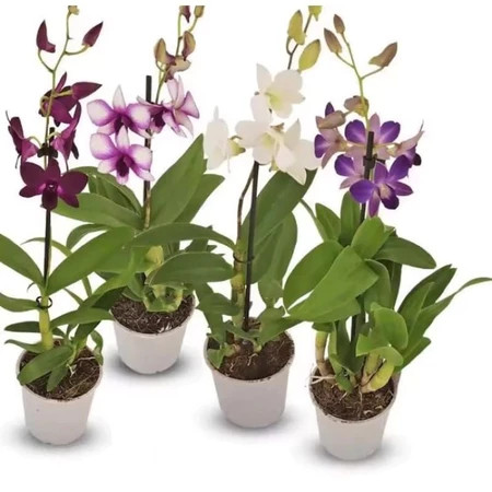 PROMO ANGGREK DENDROBIUM DEWASA / BUNGA ANGGREK DENDROBIUM DEWASA
