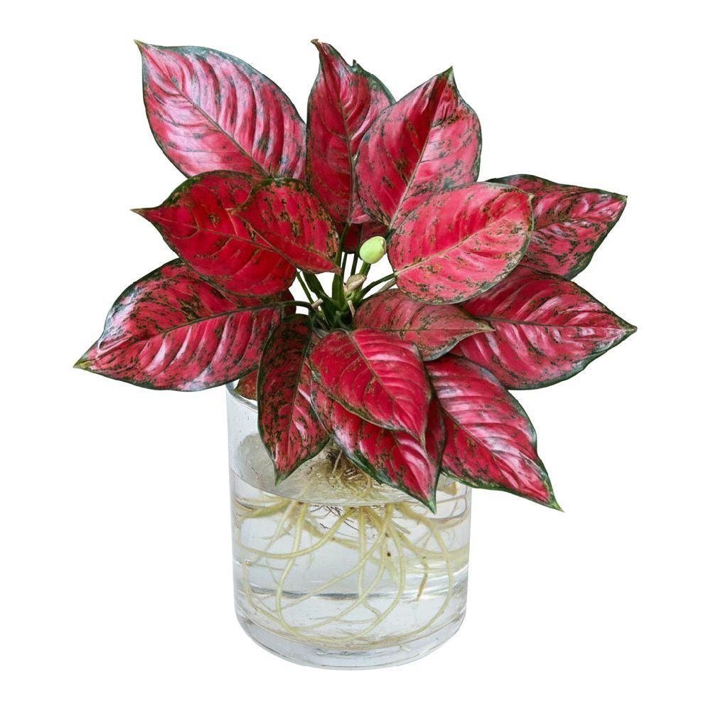 Bonggol Bibit Aglonema Red King