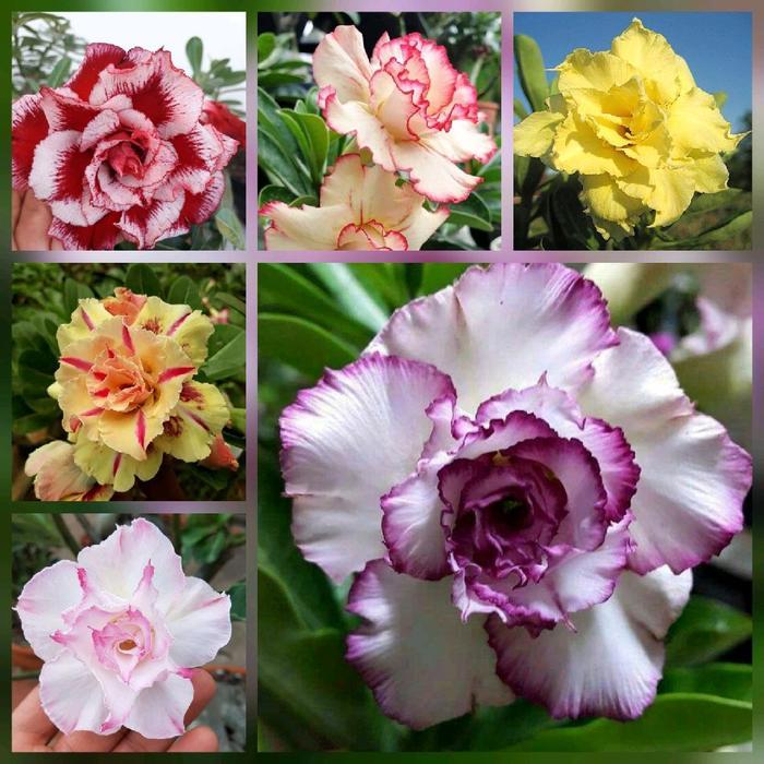 paket 6 bunga adenium - bibit bunga adenium - pohon adenium - kamboja jepang - pohon kamboja jepang 