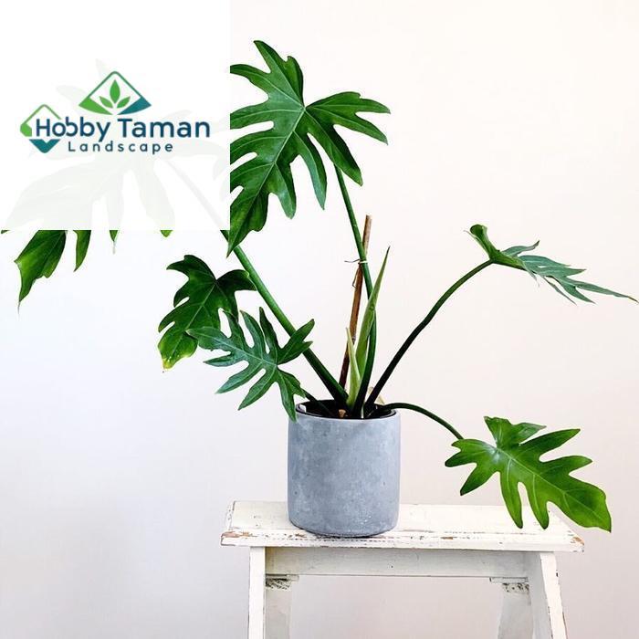 PHILODENDRON MAYOI - TANAMAN HIAS PHILODENDRON MAYOI