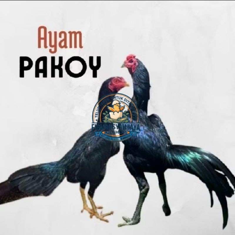 Telur Tetas Ayam Pakoy Super Brakot ORI siap ditetaskan Firmansyah jaya shop