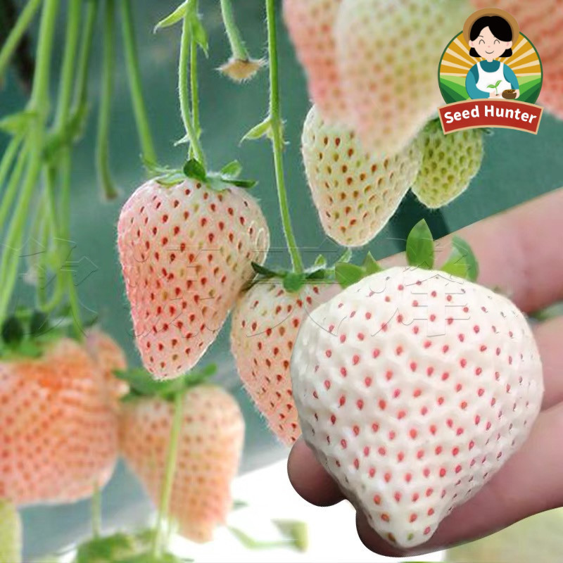 Benih Biji Stroberi Korea King Strawberry Jumbo Manis Isi 100 - Benih Stroberi Putih