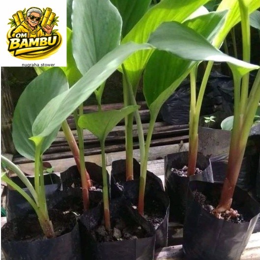 Bibit Temu Kunci Tanaman Temu Kunci Pohon Temu Kunci Temukunci