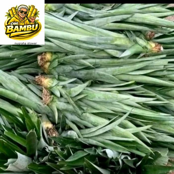 bibit nanas madu jumbo