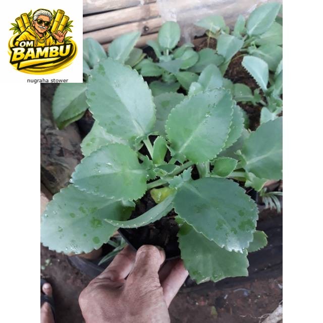 Tanaman herbal cocor bebek tanaman hias hidup cocor bebek tanaman herbal daun sosor bebek tanaman he