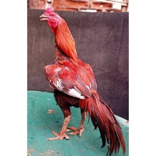 Telur Ayam Bangkok Super Petarung Aduan Fertil Asli