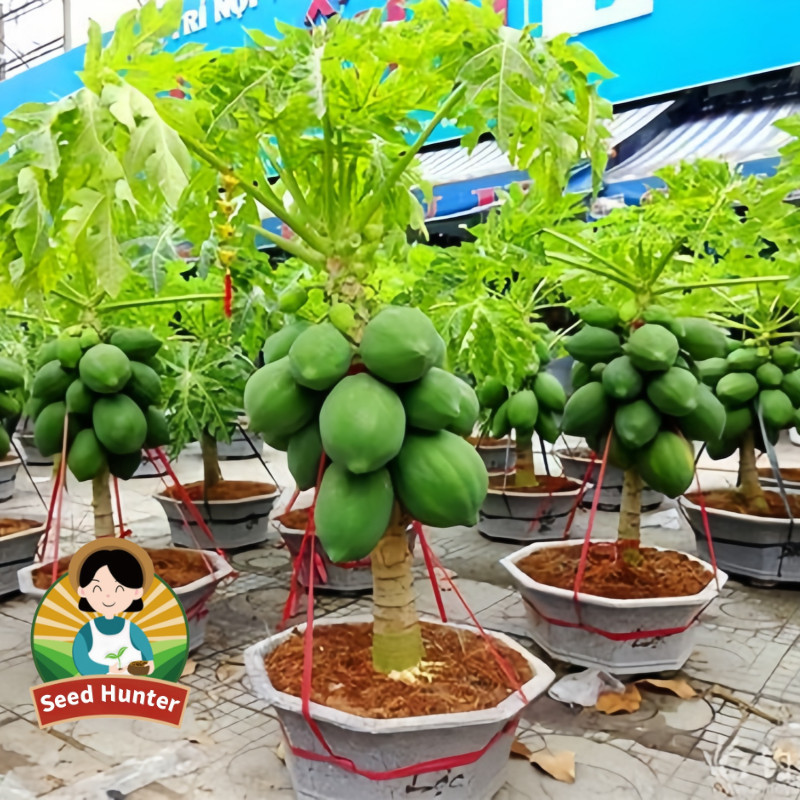 Promo Lebaran tahun 2026-30biji Fresh Sweet Dwarf Pepaya premium quality benih biji buah buahan Pott