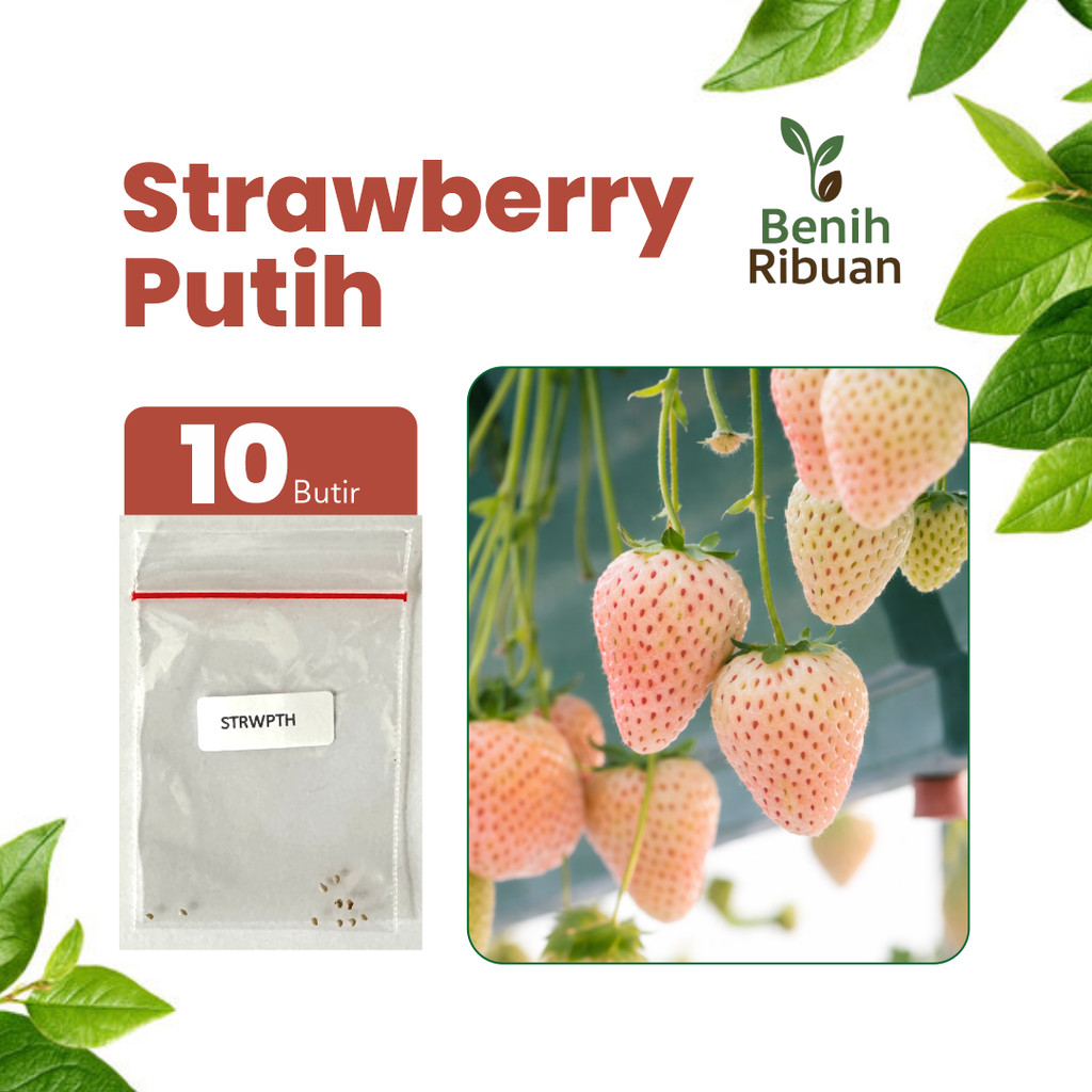 BENIH RIBUAN - Benih Buah Strawberry Putih Unggul, Bibit Buah Strawberry Putih Super Bibit Stroberi