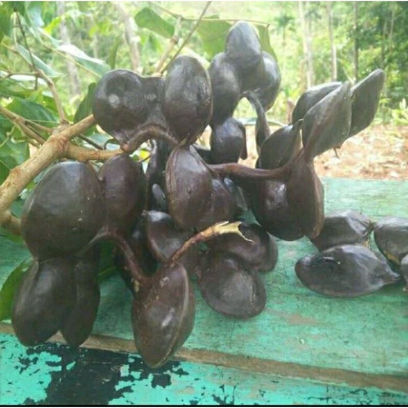 Jengkol muda 1kg penambah napsu makan/jengkol segar/jengkol muda