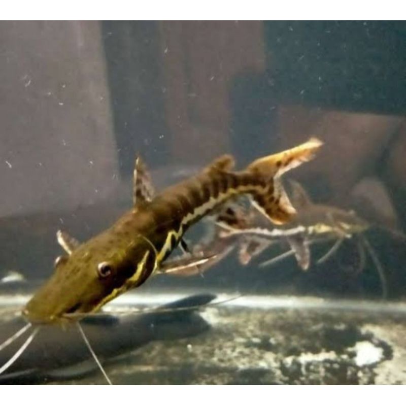Tsn Hiasan Aquarium Sun Catfish Sehat