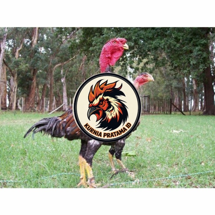 telur ayam petarung saigon siap ditetaskan - ayam saigon KURNIA PRATAMA ID