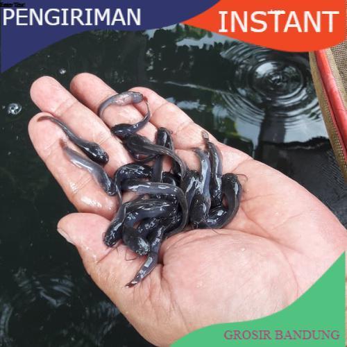 Bibit lele ukuran 6 - 7 cm per 1000 ekor di bandung GROSIR BANDUNG